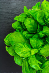 Fresh Basil on Black Background