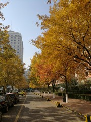 Autumn in a Chinese residential area