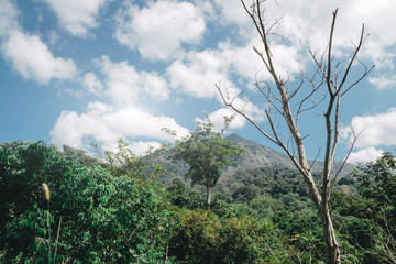 Obraz premium trees on mountain