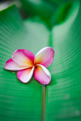 Soft focus Plumeria flower on banana leaf background