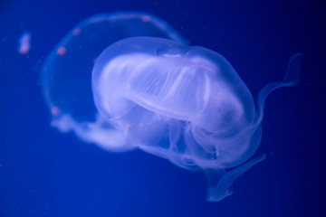 Soft focus of Jellyfish swimming over blue background