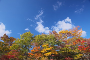 紅葉と青い空