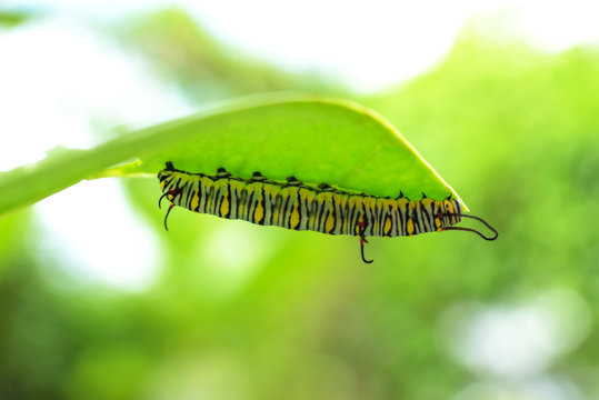 worm