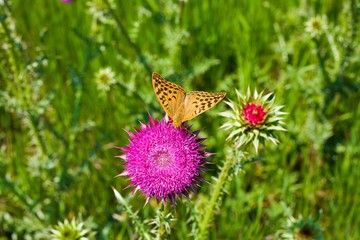 yellow butterfly on a pink flower thistle, top view