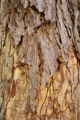 Obraz premium The old brown wood.