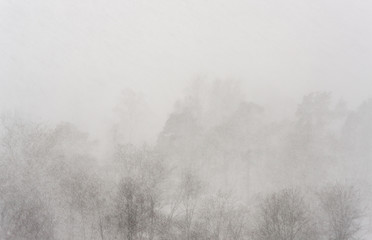 Fototapeta na wymiar veil of heavy snowfall