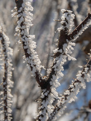wild rose with hoarfrost