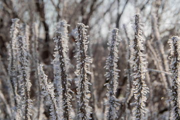 branches of wild rose in winter