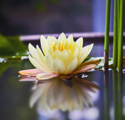 beautiful lotus flower is complimented by the rich colors of the deep blue water surface.