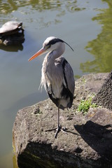 休憩中のアオサギ(東京都)