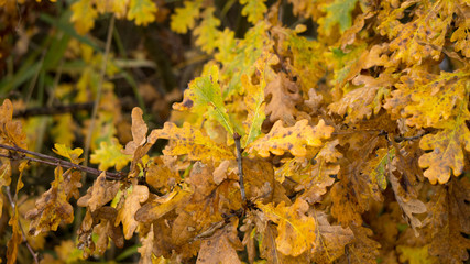 Eichenlaub im Herbst im Sonnenschein