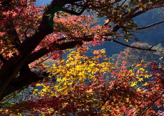 日本の山の中の紅葉　-奥多摩むかし道
