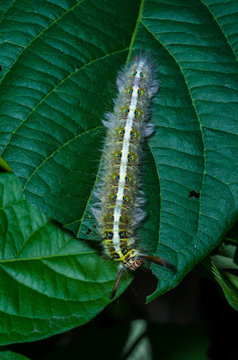 hairy caterpillar was eating green leaves in the meadows