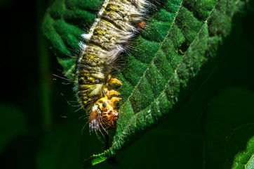 Fototapeta premium hairy caterpillar was eating green leaves in the meadows