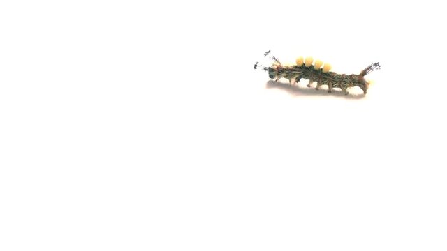 Caterpillar on white background walking in middle from right to left