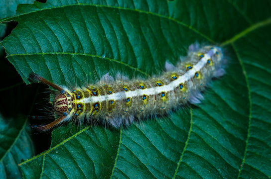hairy caterpillar was eating green leaves in the meadows