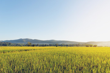 Rice field landscape background.