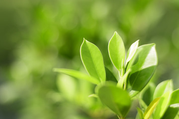 sunny green leaf as blurred background