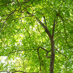 Trees and green leaves