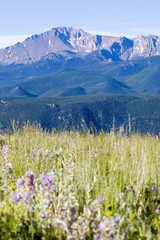 Fototapeta premium Wildflowers and Pikes Peak in the Pike National Forest