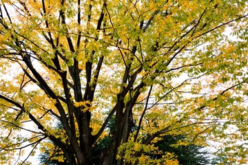 日本のケヤキの紅葉