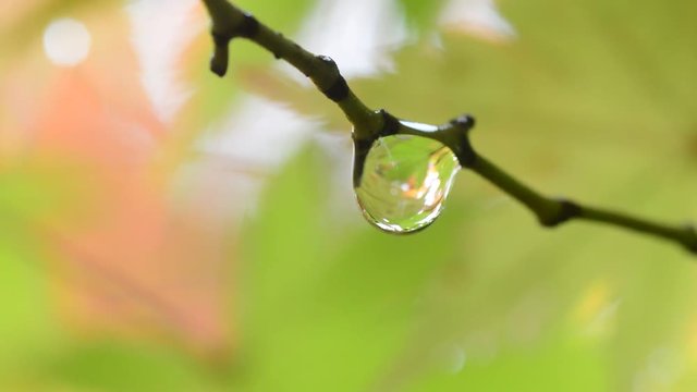 楓の水滴
