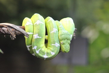 Green Snake