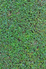 green leaf texture, Siamese rough bush,Streblus asper Lour