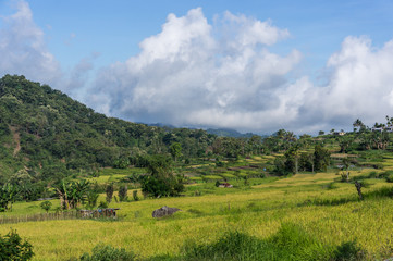 Fototapeta premium Rizières près du volcan Kelimutu, Moni, Flores, Nusa Tenggara, Indonésie