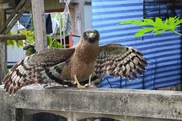 Falcon Peregrine Close up