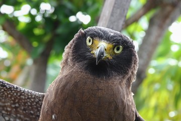 Falcon Peregrine Close up