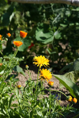 Ringelblumen im Bauerngarten