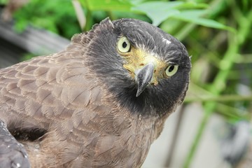  Close-up Falcon Peregrine