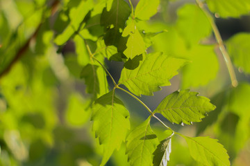 Green leaves background texture. Kampsis plant. Selective focus.