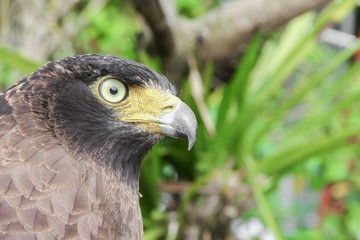  Close-up Falcon Peregrine
