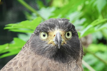  Close-up Falcon Peregrine