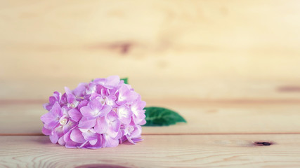 pink hydrangeas on a wooden background, pastel style.