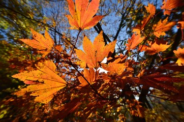 紅葉