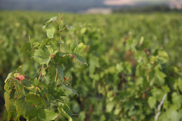 Weinberg in Frankreich