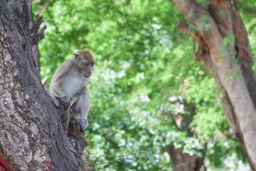 monkey on tree selective focus in nature