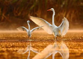 Dance Lesson in The Golden morning