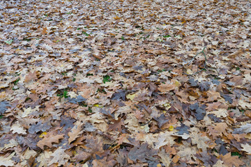 Mit Laub bedeckte Fläche