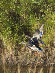 Flying Mallard Ducks