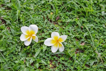 White Plumeria Flower drop on grass green,   