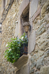 Flowers in the window