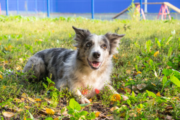 Purebred border collie on the lawn in the background of the agility`s track