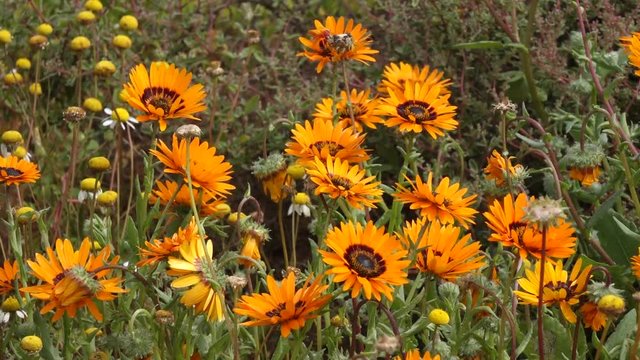 Brightly colored wild flowers (Ursinia calenduliflora) waving in the wind, Namaqualand, Northern Cape, South Africa