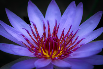 Purple Lotus Blossom