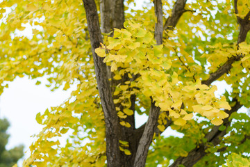 Ginkgo biloba or beautiful yellow tree in autumn