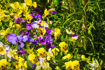 Flowers at Mughal Gardens, Kashmir